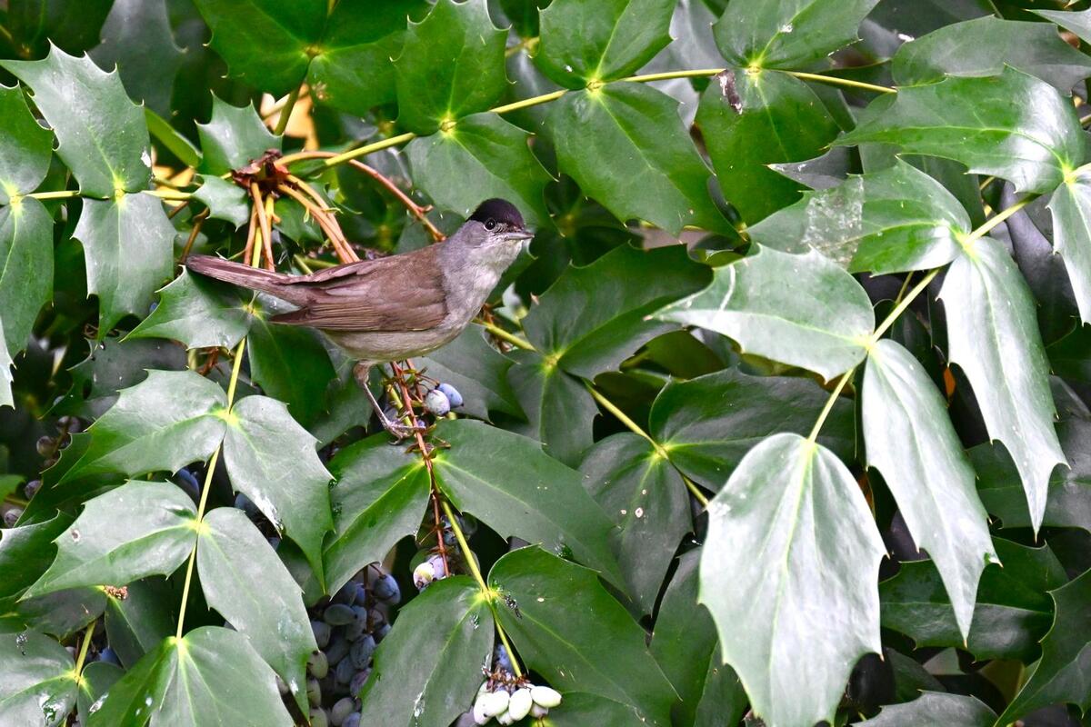 2026-06-17 3 Blackcap male on Mahonia - enlarge for info